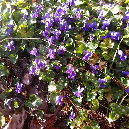 Des Muriers En Cevennes Gardoises 度假居 *