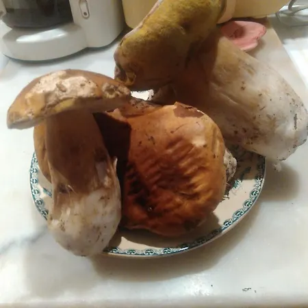Des Muriers En Cevennes Gardoises * Gagnières